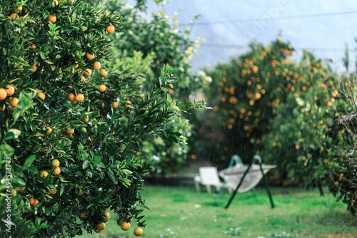 Many orange, ripe, oranges hang on a tree in a green garden, Turkey, oranges, food, Antalya.