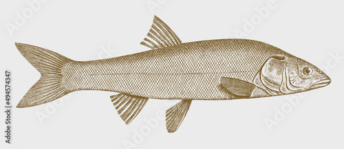 Hardhead mylopharadon conocephalus, freshwater fish from North America in side view
