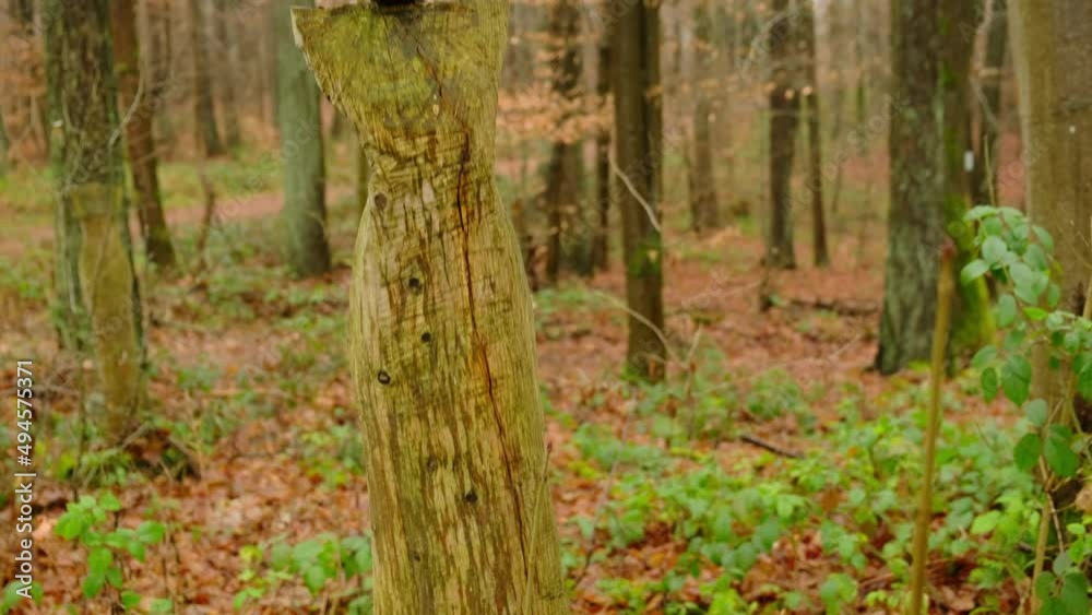 Wooden scary witch sculpture in the autumn woods. Wooden scary witch sculpture in the autumn woods.
