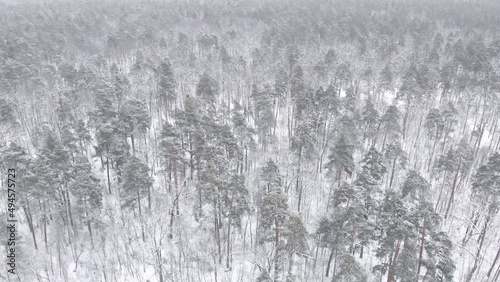 Aerial view of winter forest, forest under snow