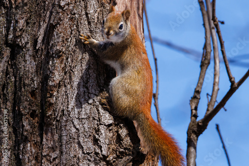 American Red Squirrel (Tamiasciurus hudsonicus) climbing on a tree trunk during early spring. Selective focus, background blur and foreground blur
