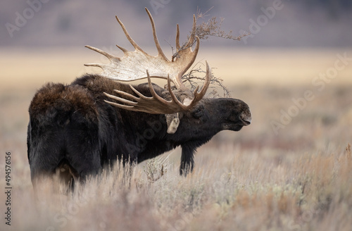 Fotografie, Tablou Moose in Grand Teton National Park