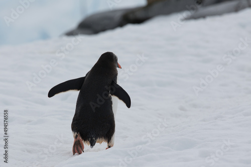 Ein kleiner schwarzer Pinguin (Eselspinguin) watschelt mit ausgebreiteten Flügeln durch die weiten Schneefelder der Antarktis photo