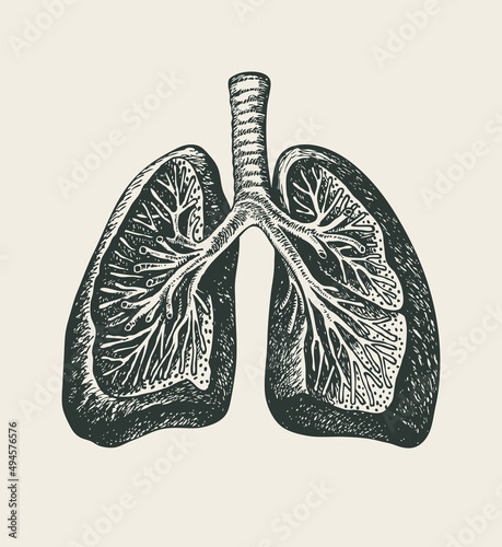 Hand-drawn human lungs. Detailed pencil drawing on an old paper. Anatomically correct vector illustration of an internal organ in the style of engraving. Suitable for poster, tattoo, T-shirt design
