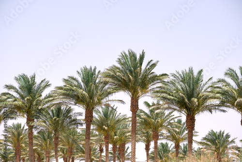 Beautiful green coconut palm trees on tropical beach against blue sky. Summer vacation concept © bilanol