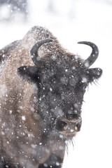 Ingelijste posters Grijs Europese wisent in winters berglandschap  © prochym