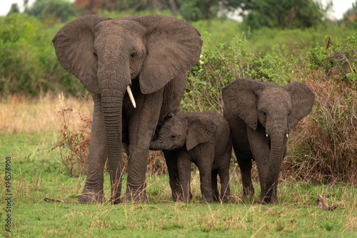 Family of african elephants on the meadow. Small calf with elephant family. African safari during summer. 