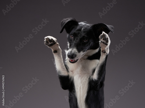 the dog waving paws . Happy Border Collie on a grey background in studio. Happy pet