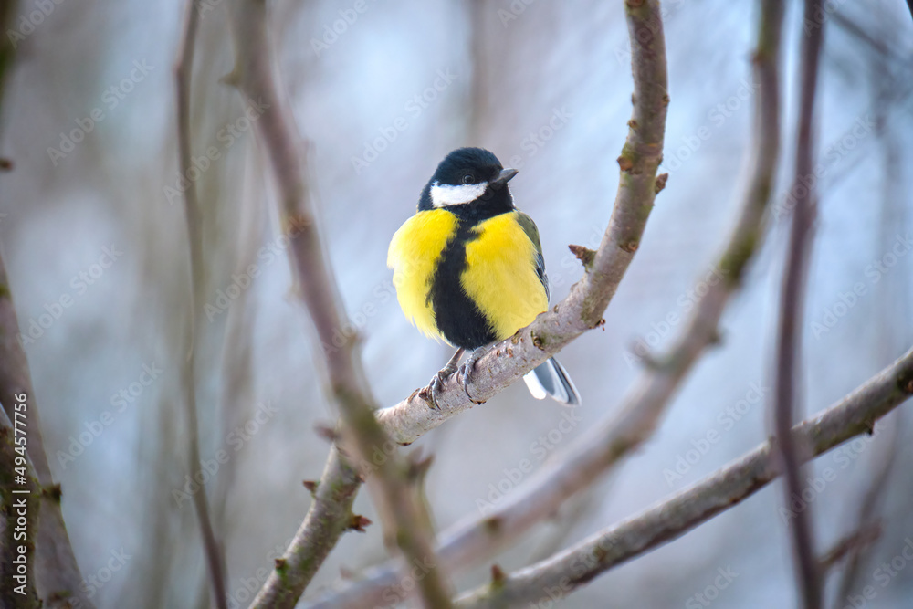 Yellow wild tit bird perching on tree branch on cold winter day Yellow wild tit bird perching on tree branch on cold winter day
