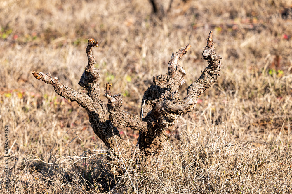 warthog in the savannah