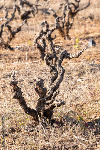 a vine stump in winter