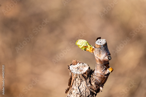 bud on a vine shoot