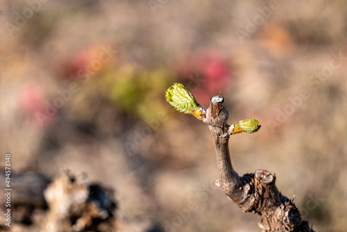 small vine leaves in spring © marguerite