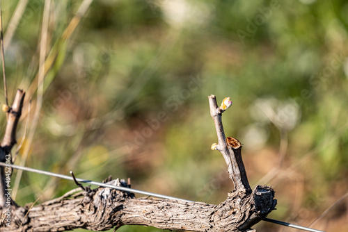 bud on a vine shoot © marguerite