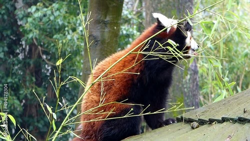 Kleiner Panda (Ailurus), auch Rote Panda oder Katzenbär genannt knabbert bambusblätter im Krefelder Zoo. Süßer niedlicher cuter kleiner Panda Katzenbär mit rotem Fell. photo