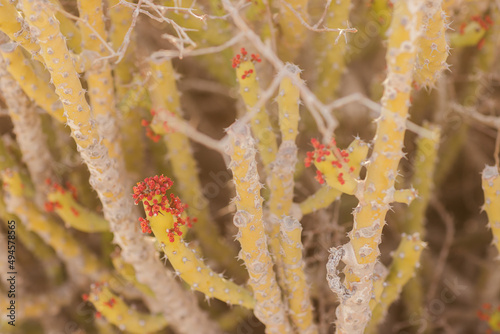 frost on plant photo