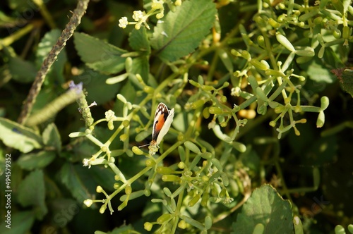 Colotis phisadia butterfly sits on the plant