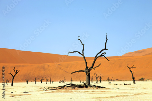 Dead camelthorn trees in the Dead Vlei, Namib Desert Namibia 