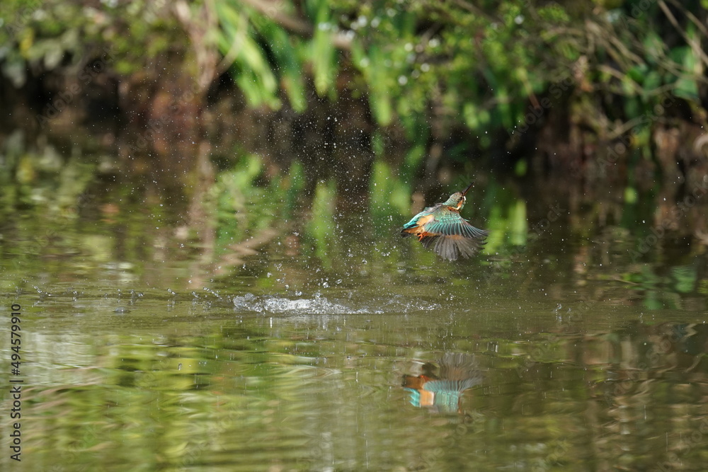 kingfisher in the forest kingfisher in the forest
