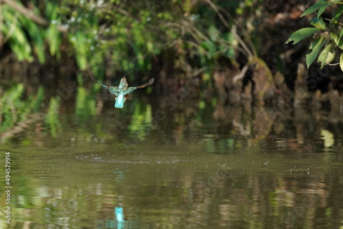 kingfisher in the forest