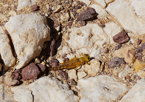 Schistocerca gregaria the Desert locust on the rocks photo