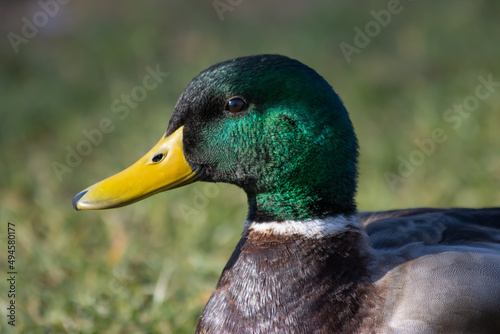 duck head in sunlight