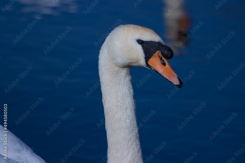 swan on the water swan on the water