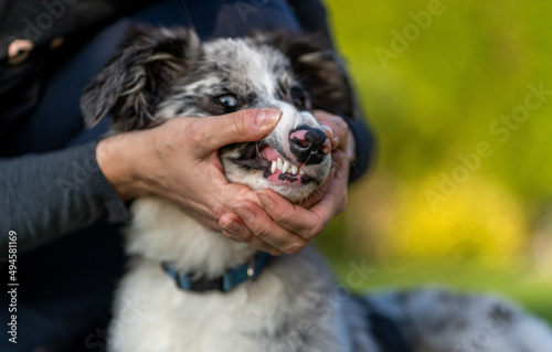 portrait of a dog puppy, border collie blue merle, hands in the picture