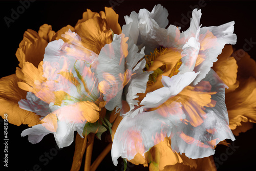 abstract white and orange peonies on a black background, large flowers.