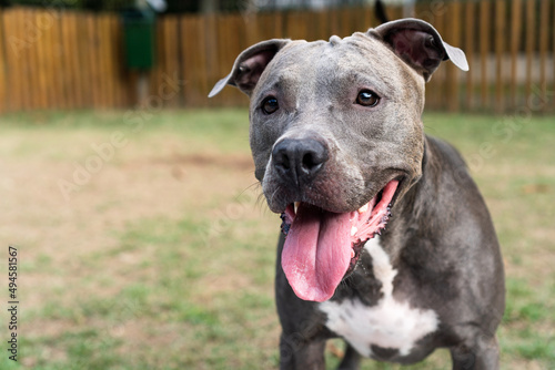 Pit bull dog playing in the park. Green grass and wooden stakes all around. Selective focus