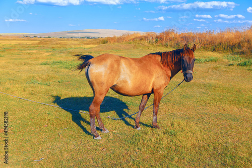 Purebred horse on the meadow . One brown horse