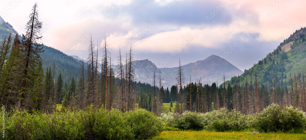 Scenic Purple Mountain landscape in Colorado during summer time . tall coniferous trees in foreground. Scenic Purple Mountain landscape in Colorado during summer time . tall coniferous trees in foreground.