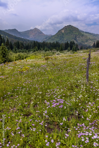 Colorado wildflower meadows near Crested butte in summer time © SNEHIT PHOTO