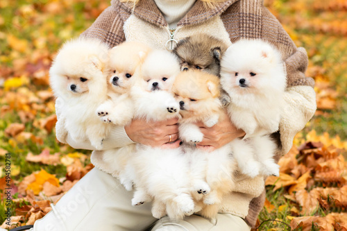 Fototapet small puppies in female hands