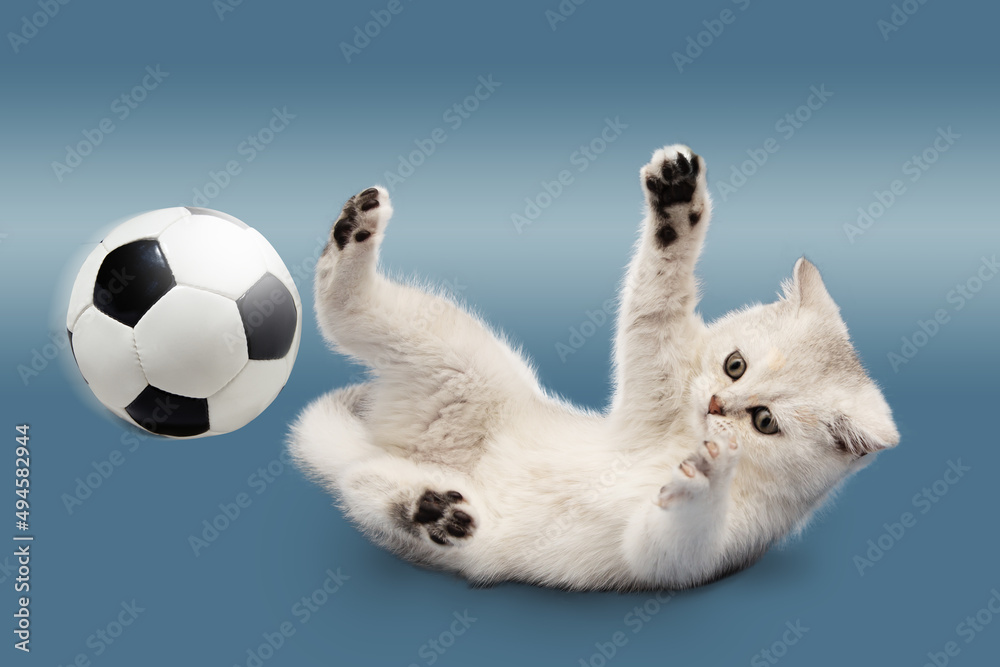 British kitten on a blue background plays with a soccer ball. British kitten on a blue background plays with a soccer ball.