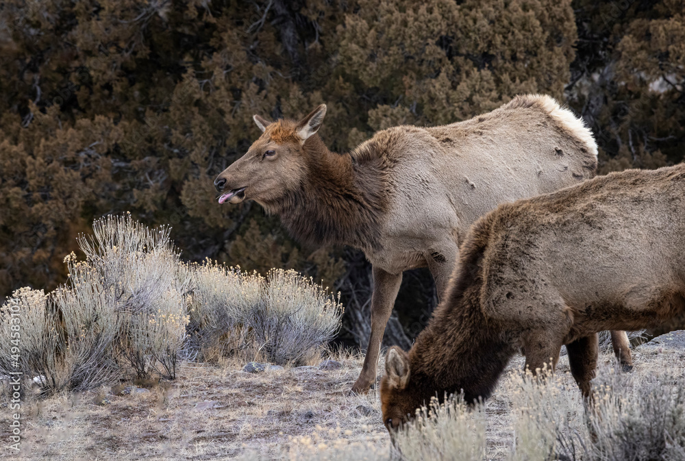 Elk Yellowstone February 2022 Elk Yellowstone February 2022