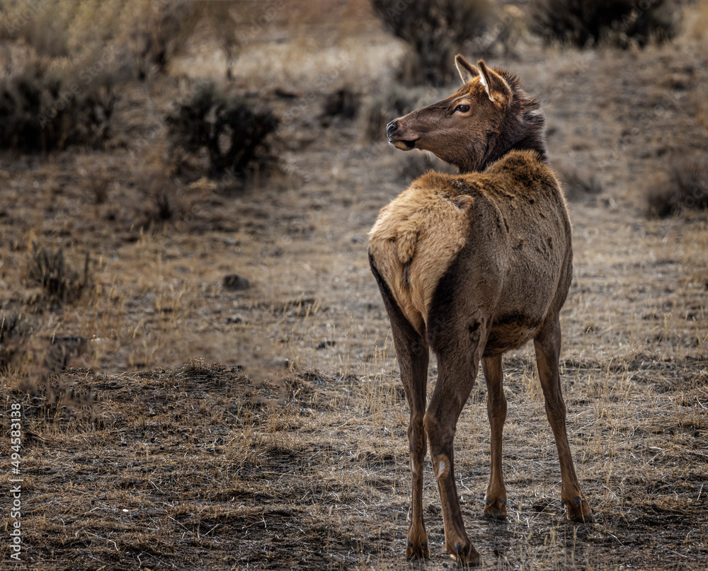 Fototapeta premium Elk Yellowstone February 2022