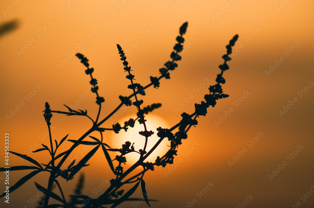 Obraz premium silhouette of a tree in sunset