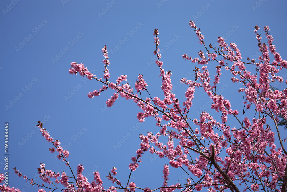 Pink blossom tree in Spring