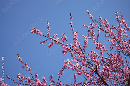 Pink blossom tree in Spring