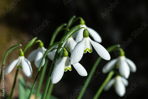 White snowdrop flowers, spring