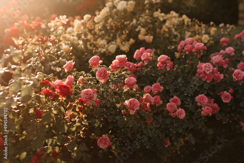 Beautiful rose bushes in sunny weather © Антон Романюк