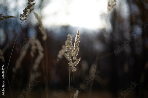 grass in the morning © B.Tkaczyk