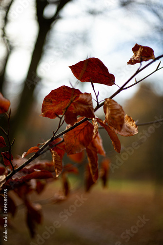 autumn leaves in the forest © B.Tkaczyk