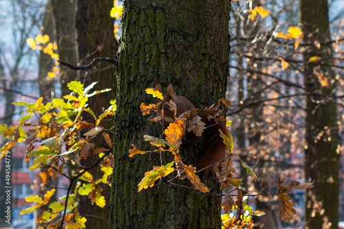 squirrel on tree © B.Tkaczyk