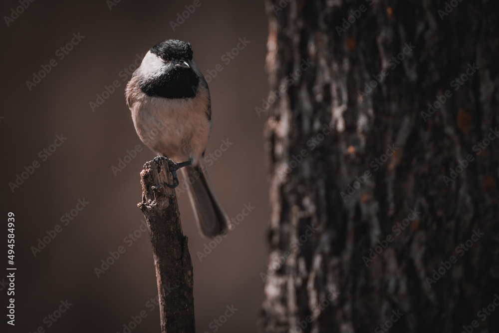 Fototapeta premium Carolina Chickadee
