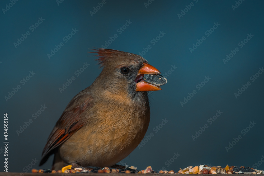 Fototapeta premium Female Northern Cardinal