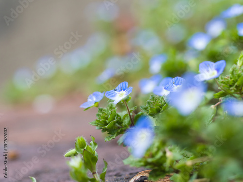 オオイヌノフグリ