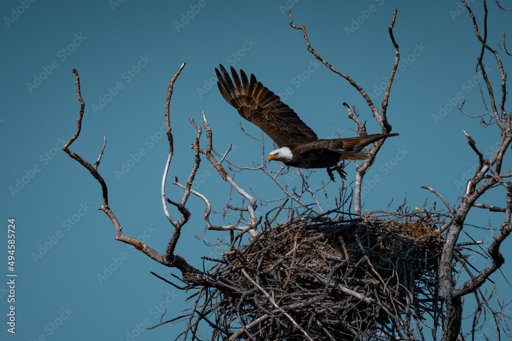 Bald Eagle Bald Eagle