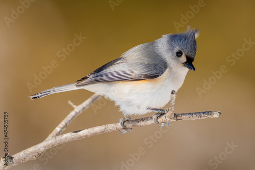 Tufted Titmouse